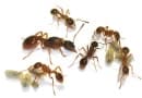 Возможно ли избавиться от муравьёв навсегда?