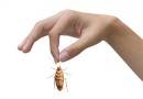 Почему от тараканов так трудно избавиться?
