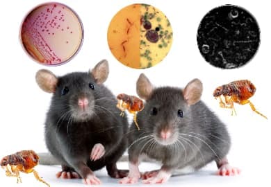 Крысы - переносчики инфекционных заболеваний