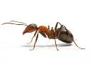 Уничтожение садовых и домовых муравьев