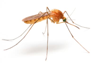 Средства от комаров, защита от укусов, отпугиватели насекомых