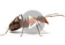 Фильмы о муравьях и их образе жизни