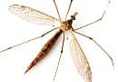 Памятка по профилактике заболеваний при укусах комаров