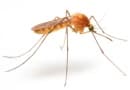 Чем опасен укус комара?