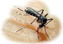 Комар - кровососущее насекомое. Как с ними бороться?