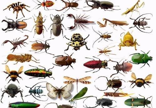 Средства от насекомых, эффективные способы уничтожения
