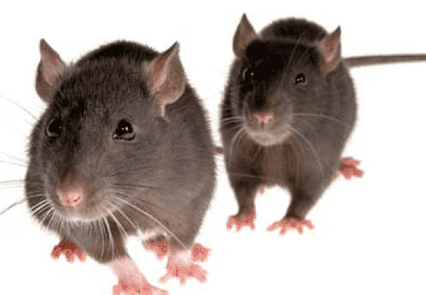 45 удивительных фактов о крысах