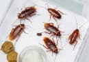 Как избавиться от тараканов самостоятельно?