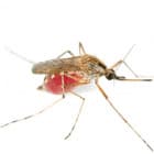 Средства от комаров и мошек