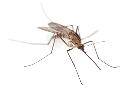 Средство от комаров Цифокс