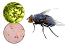 Можно ли заразиться от мухи?