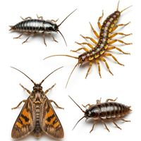 Различные бытовые насекомые