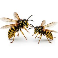 Как избавиться от ос, оводов, шершней. Эффективные методы.