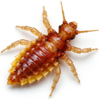 Как избавиться от вшей 