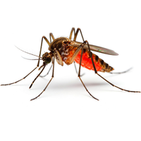 Средства от комаров, защита от укусов, отпугиватели насекомых