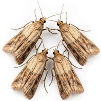 Моль в квартире. Как избавиться от моли. Средства против моли.