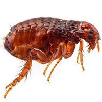 Все про средства от блох и как от них избавиться