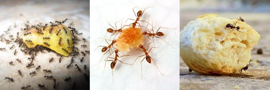 Уничтожение домашних муравьев