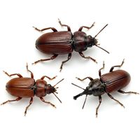 Насекомые - вредители пищевых продуктов