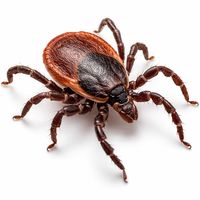 Средства от клещей и все о борьбе с клещами