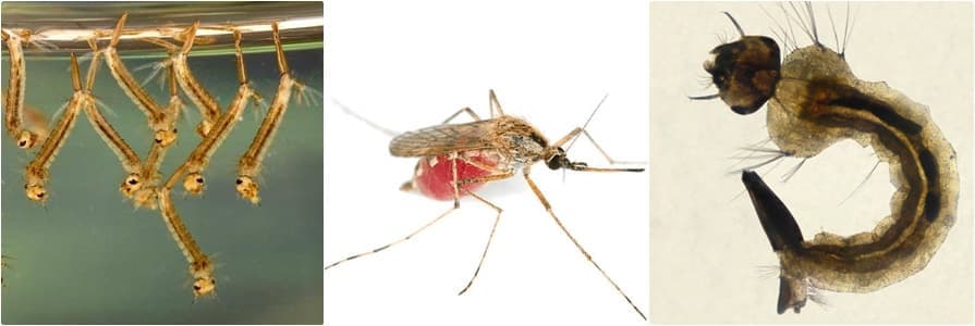 комары, личинки комаров