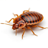 Уничтожение клопов, эффективные средства и методы