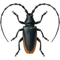 Насекомые вредители древесины, древоточцы, короеды и прочие